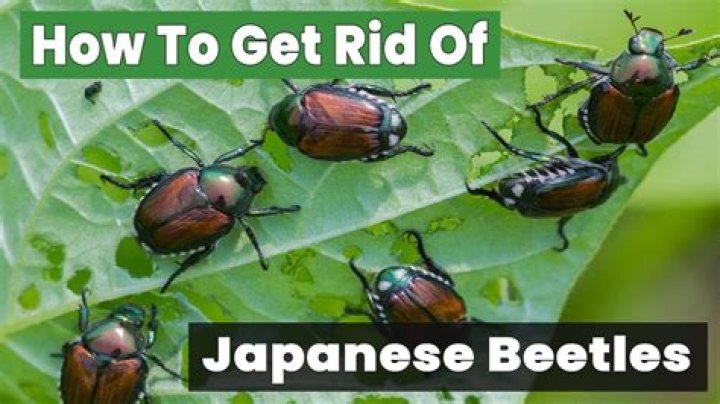How do you permanently get rid of Japanese beetles