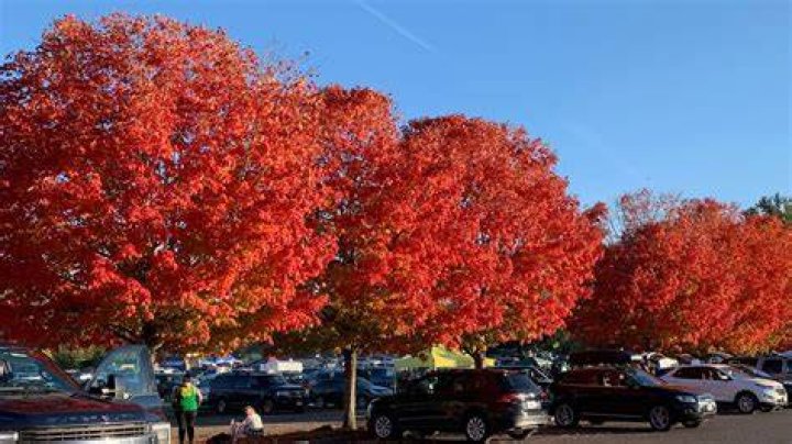 How do you plant an autumn blaze maple tree