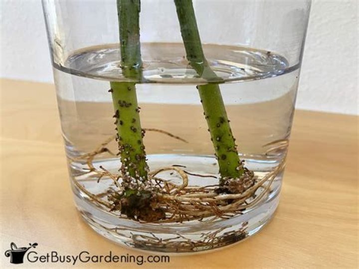 How do you propagate stick plants