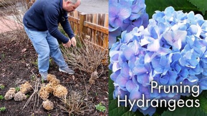 How do you prune a Pee Gee hydrangea