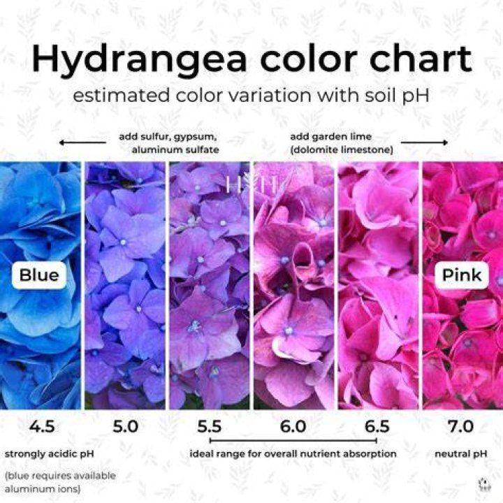 How do you treat pink sensation on hydrangeas