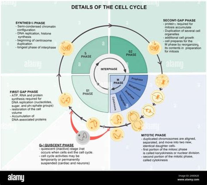 How does the cell cycle prevent cancer