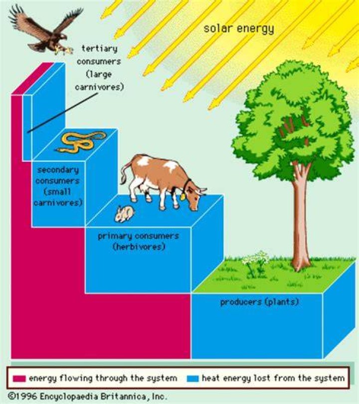 How efficient is energy flow from one trophic level to another