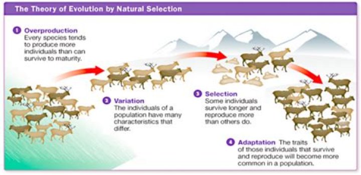 How is variation in wild and domesticated species evidence for natural selection