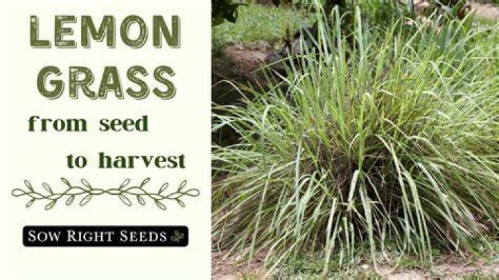 How long does it take to grow lemongrass from seed