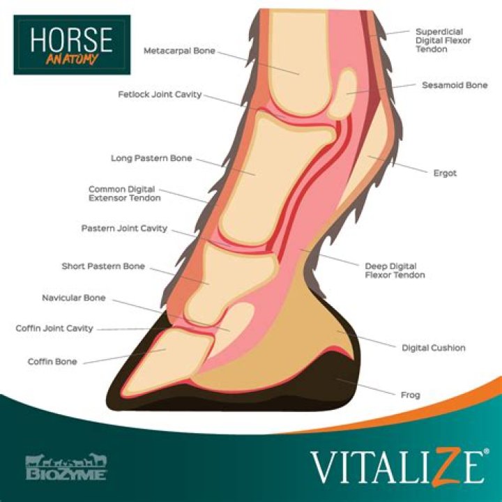 How many body parts does a horse have
