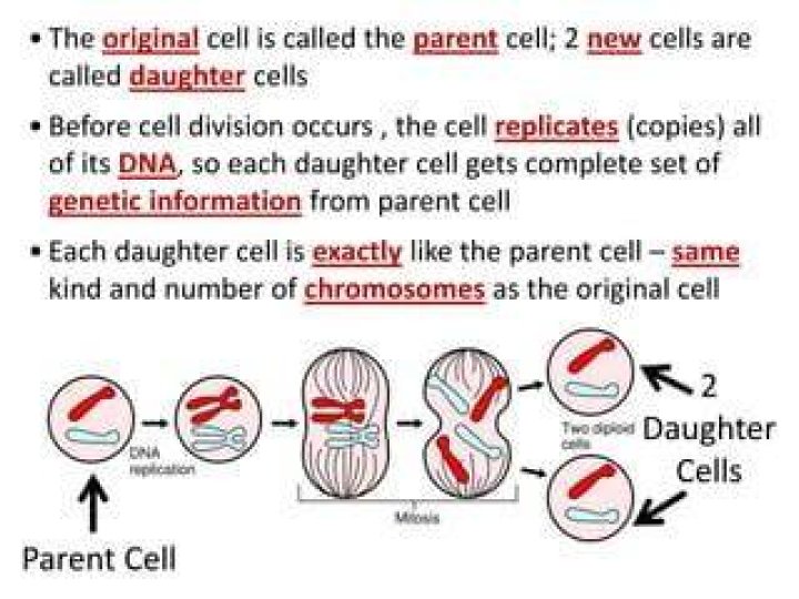How many chromosomes are in a parent cell