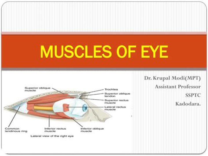 How many muscles are in the human eye