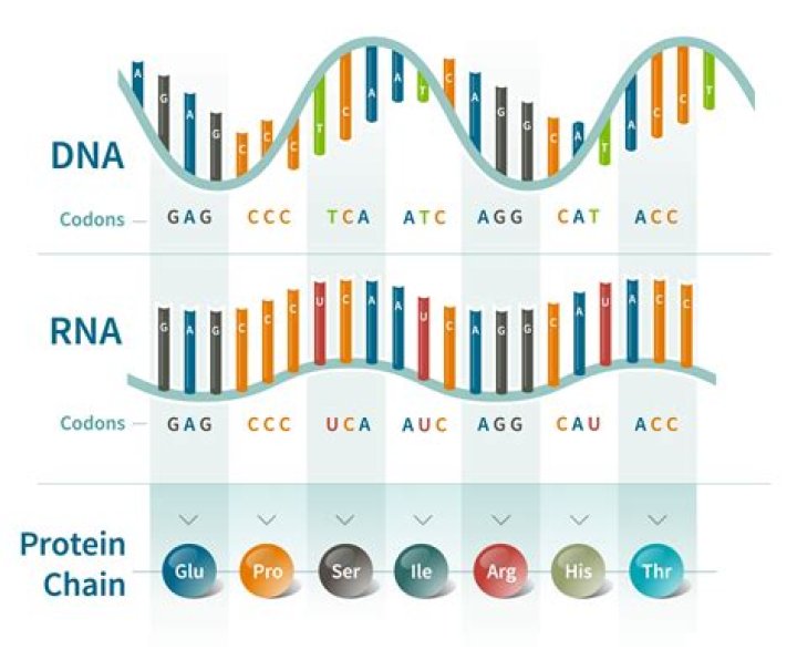 How many nucleotides make up a codon of mRNA