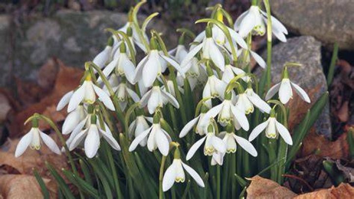 How many varieties of snowdrops are there