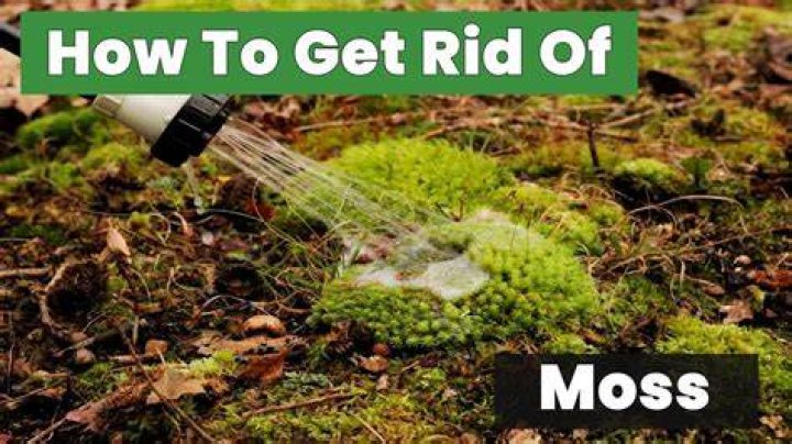 How old can Moss get