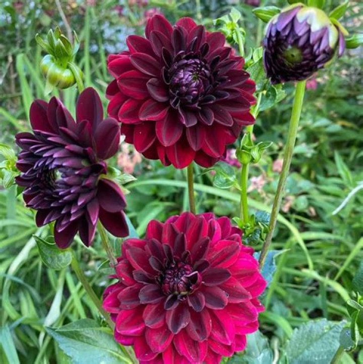 Is black and blue salvia edible