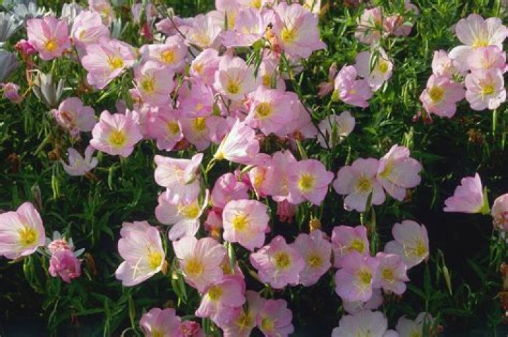 Is evening primrose plant a perennial