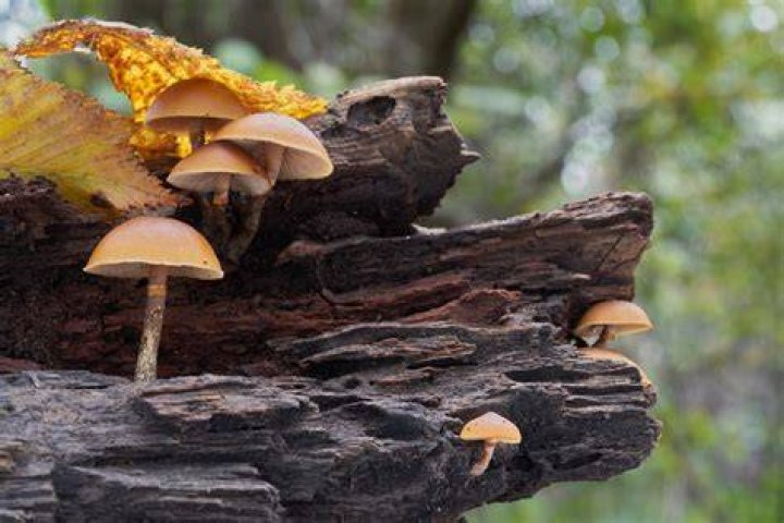 Is Hawthorn Wood poisonous