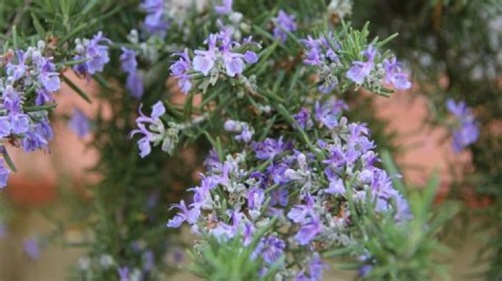 Is it OK to eat rosemary flowers