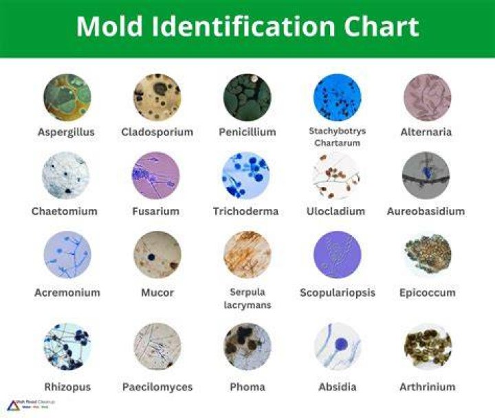 Is mold common in old houses