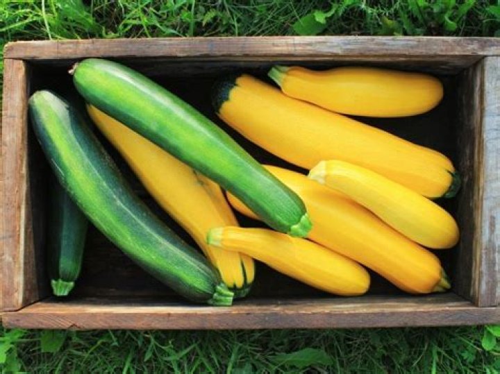 Is zucchini a summer or winter squash