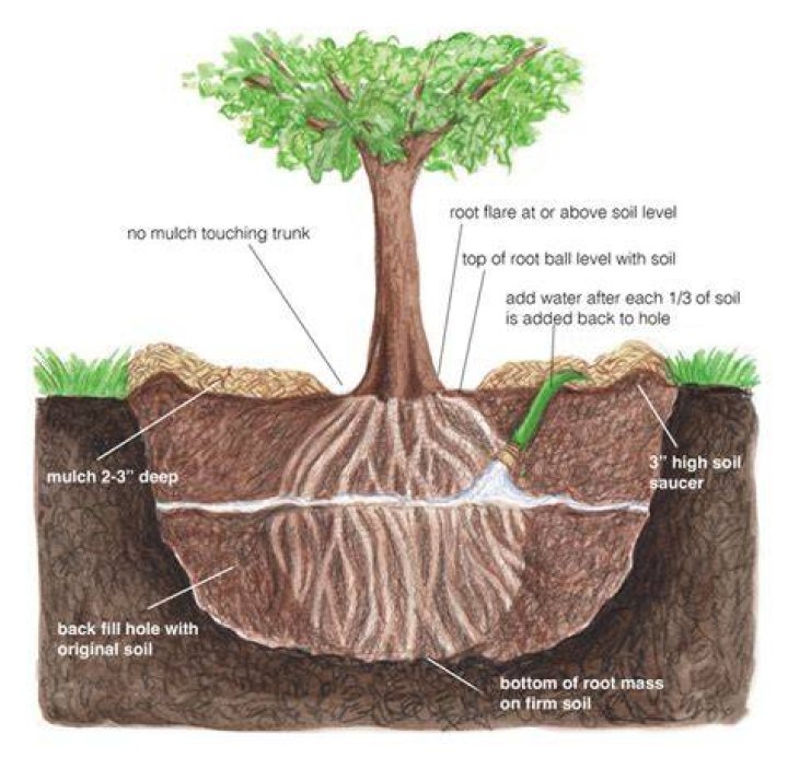 Should iris roots be above ground
