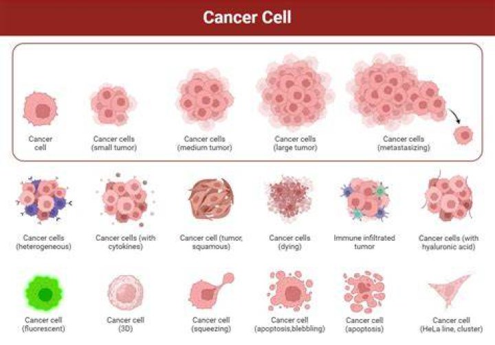 What are four characteristics of a cell