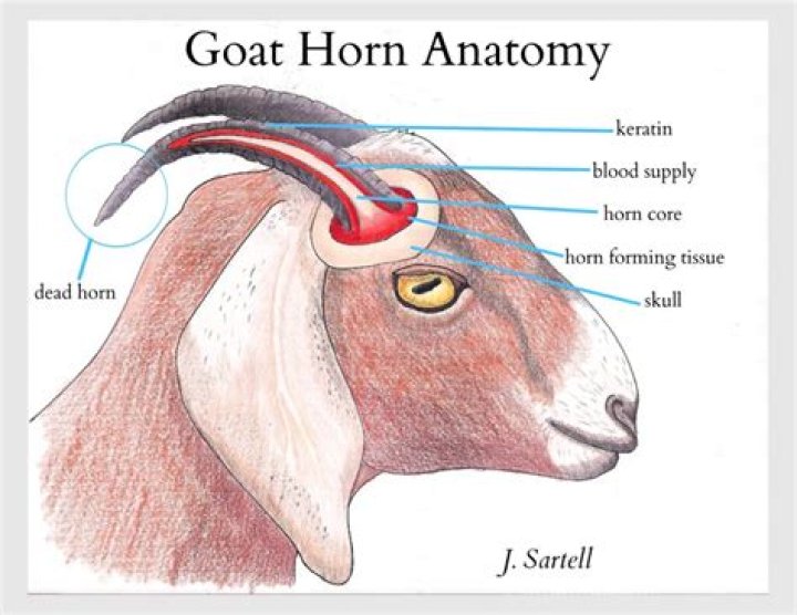 What are goat horns made of