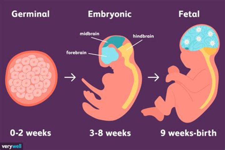 What are the 3 stages of prenatal development