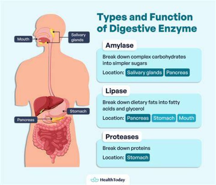 What are the different enzymes in the digestive system