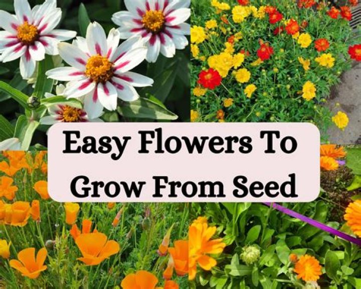 What are the easiest annuals to grow