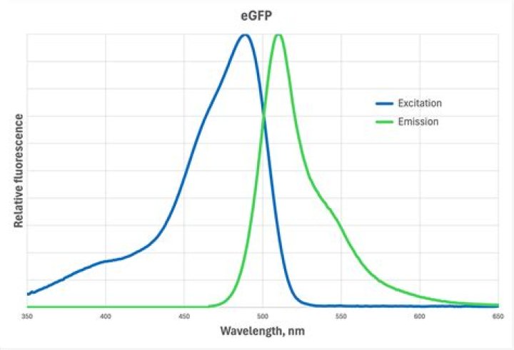 What are the excitation and emission maxima of EGFP