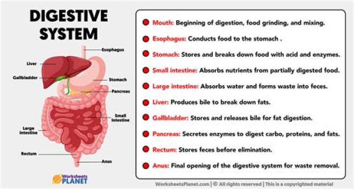 What are the five stages of the digestive system