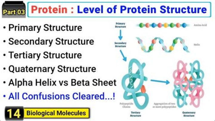 What are the four levels of protein structure How do they differ