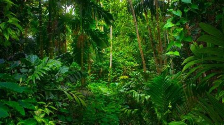 What are the land features of a tropical rainforest