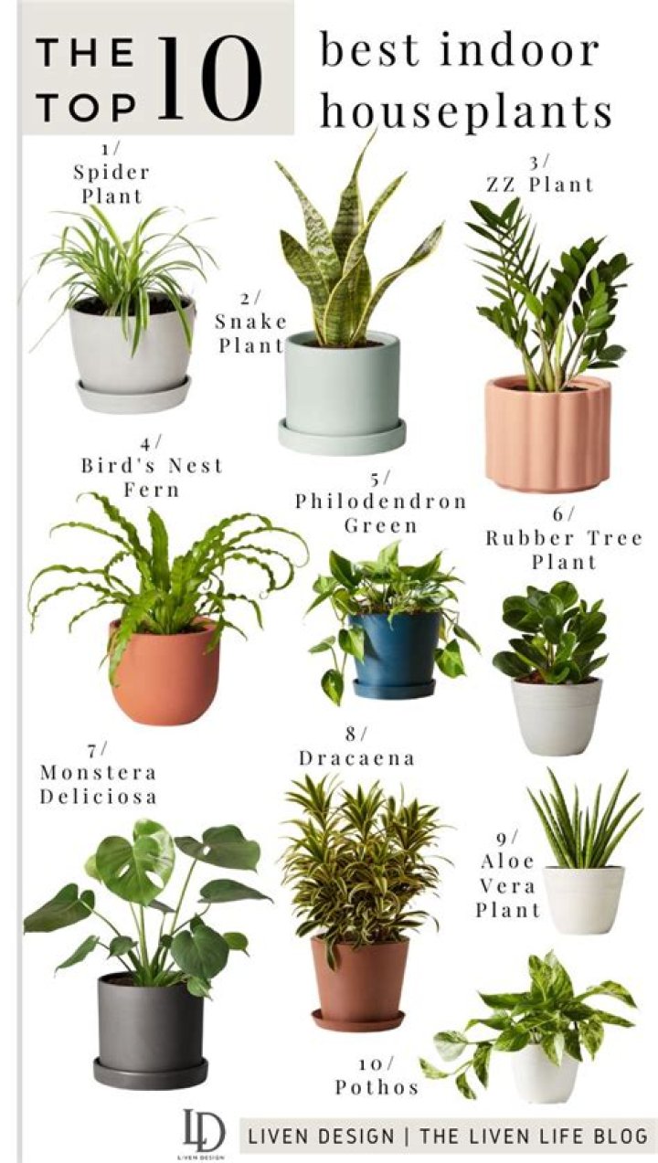 What are the most popular house plants
