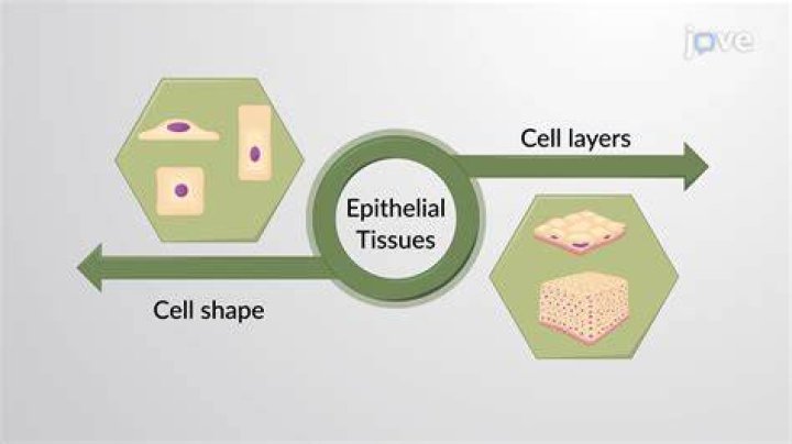 What are the three basic shapes of epithelial tissue
