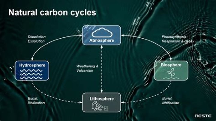 What are the two processes by which carbon leaves the atmosphere