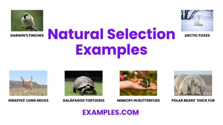 What are three examples of natural selection