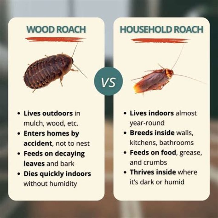 What are wood roaches attracted to