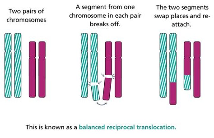 What can cause chromosomal rearrangement