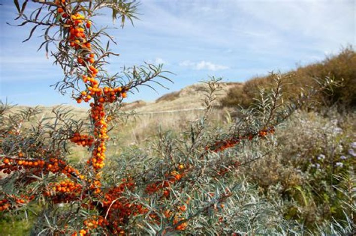 What can you do with sea buckthorn berries