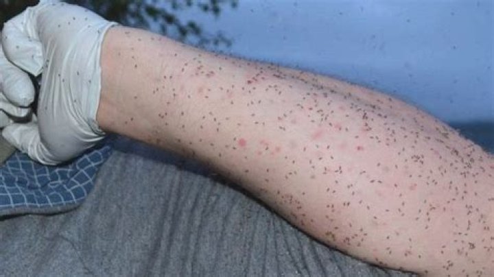 What do biting midges look like