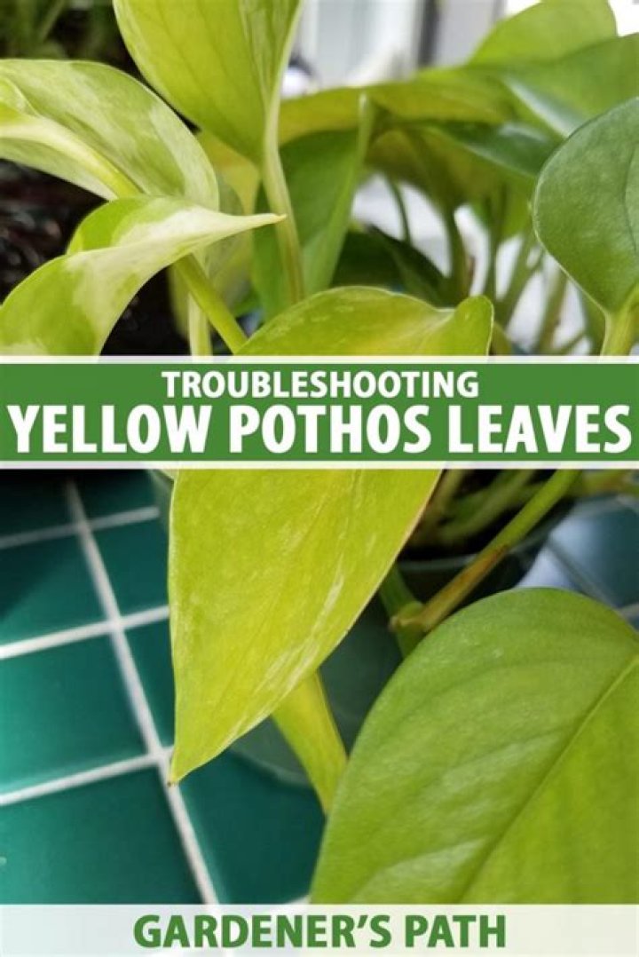 What do you do with yellow pothos leaves