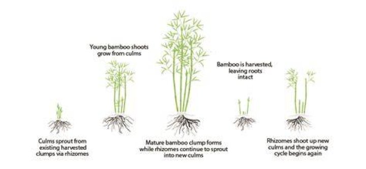 What does bamboo grass look like