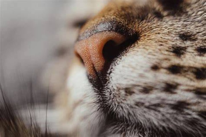 What does having a big nose mean