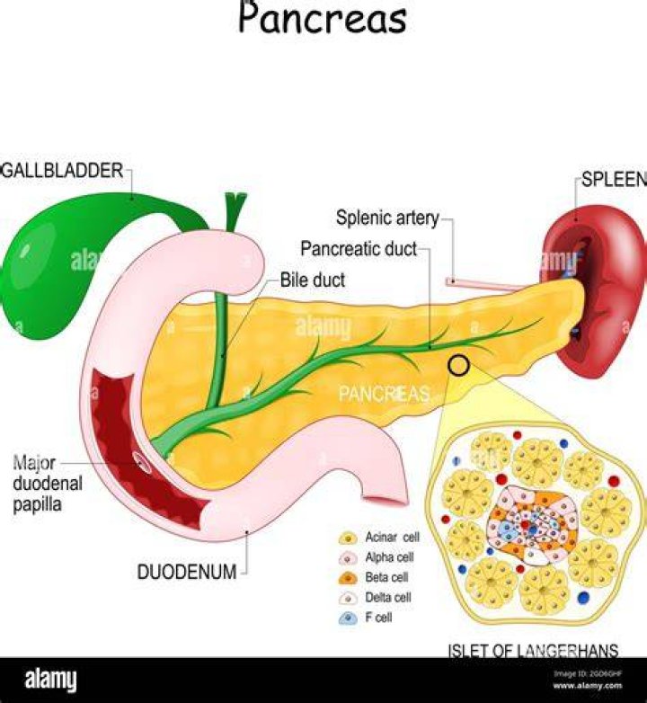 What does the pancreas have to do with the gallbladder