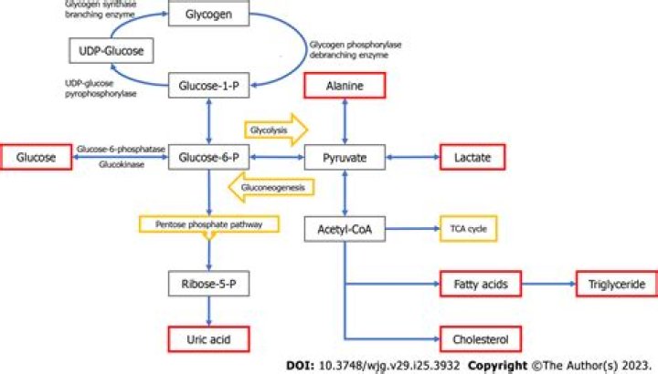 What enzyme is necessary for the breakdown of triglycerides in adipose tissue