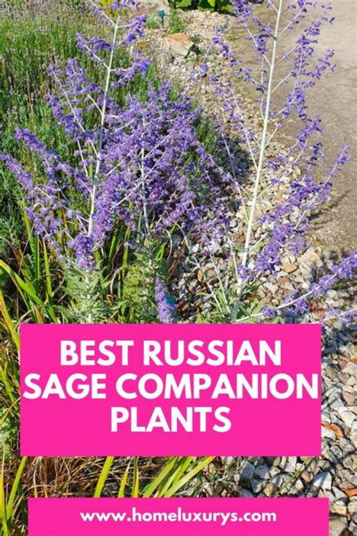 What goes well with Russian sage