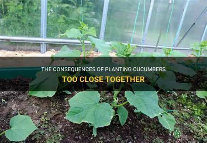 What happens if you plant cucumbers too close together