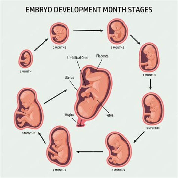 What happens in the fetal stage