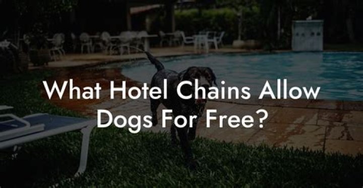 What hotel chains allow dogs