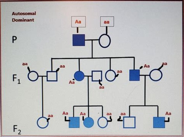 What is an autosomal dominant pedigree