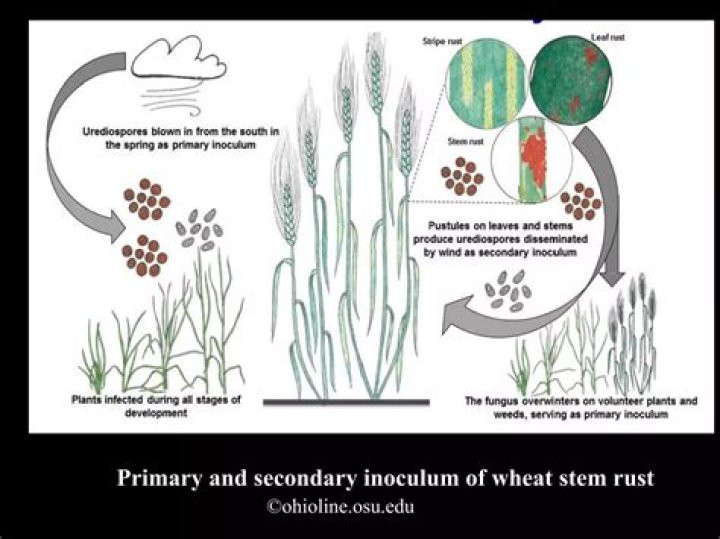 What is black stem rust of wheat
